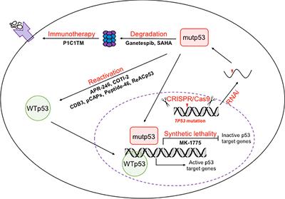 Mutant p53 in Cancer Progression and Targeted Therapies